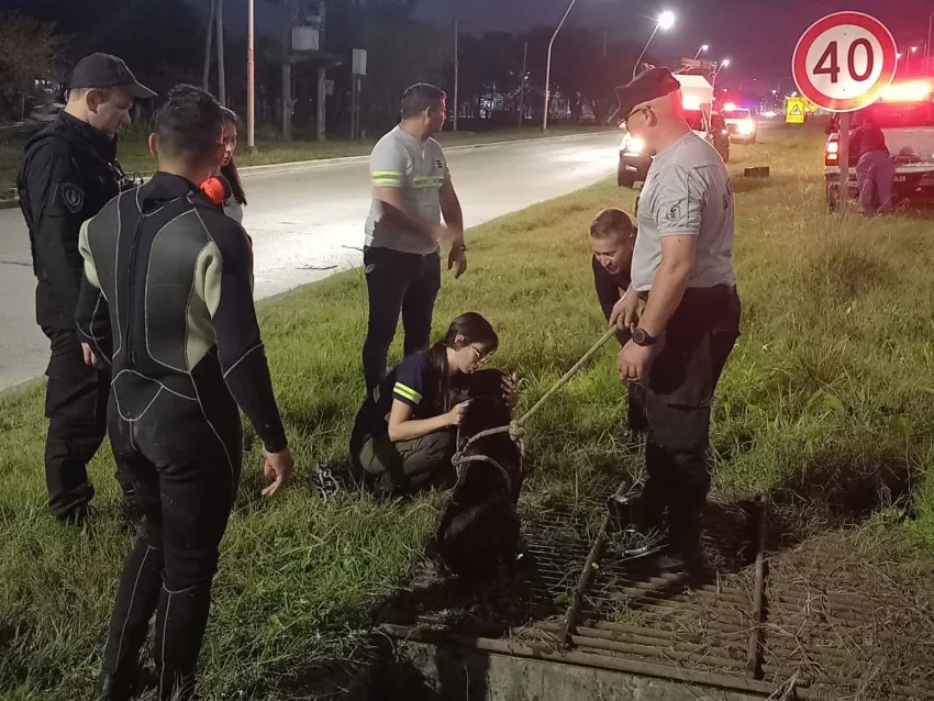 Rescataron a un perro que cayó en una alcantarilla sobre la colectora de la Ruta 16 38 Rescataron a un perro que cayó en una alcantarilla sobre la colectora de la Ruta 16