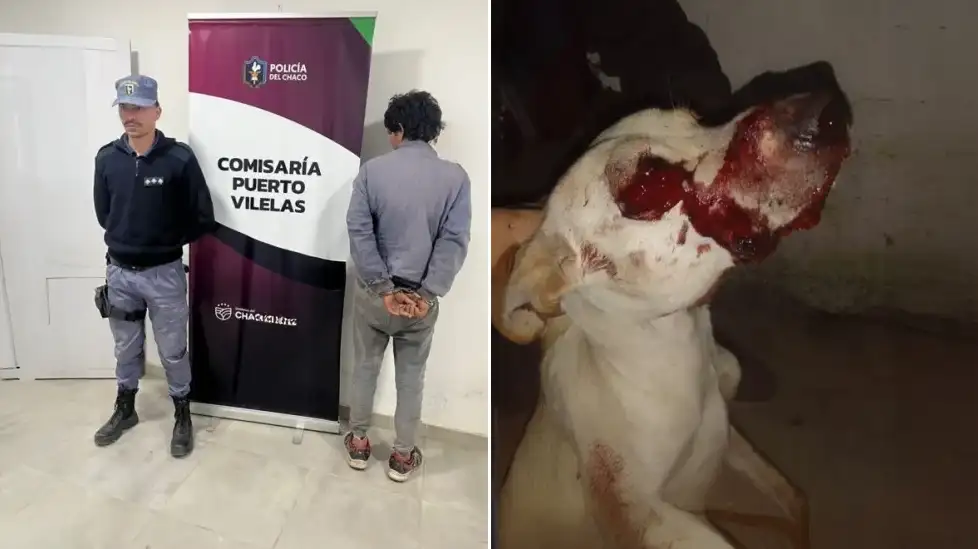 Detienen a joven de 20 años por disparar con una gomera al perro de su vecina 38 Detienen a joven de 20 años por disparar con una gomera al perro de su vecina