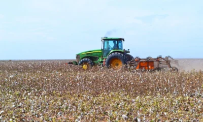 Productores chaqueños deben inscribirse en el SIPACH antes del 10 de septiembre para sembrar algodón