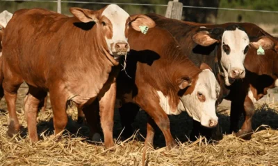 Chaco será nuevamente sede de la Primavera Braford, el evento más importante de la raza en el país