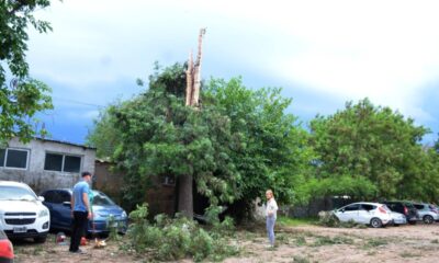 Cayó un rayo sobre un árbol en el estacionamiento del Pediátrico