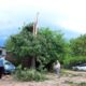 Cayó un rayo sobre un árbol en el estacionamiento del Pediátrico